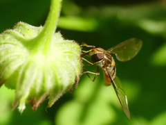 Episyrphus balteatus
