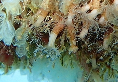 Clavularia crassa