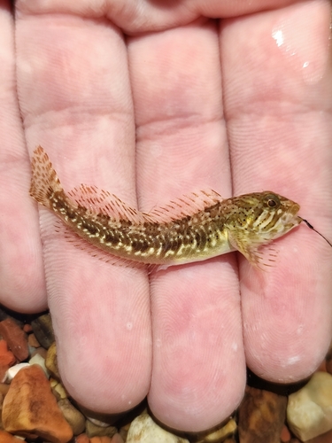 Trichonis blenny (Salaria economidisi) — Blenniidae — 2