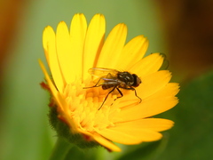 Calyptratae