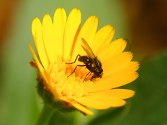Calyptratae