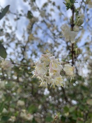 Lonicera fragrantissima
