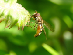 Episyrphus balteatus