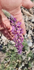 Lupinus arizonicus