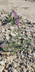 Lupinus arizonicus