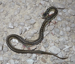 Thamnophis sirtalis semifasciatus