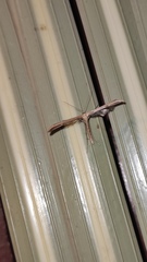 Emmelina monodactyla