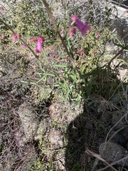 Penstemon parryi