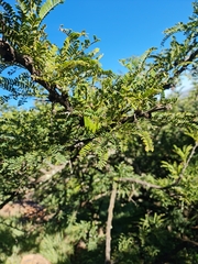 Vachellia robusta