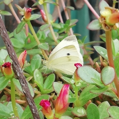 Pieris rapae rapae