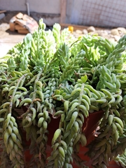 Sedum morganianum