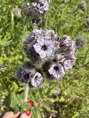 Phacelia hubbyi