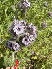 Phacelia hubbyi