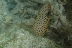 Epinephelus guttatus