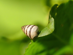 Cochlicella