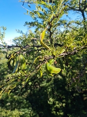 Vachellia robusta robusta