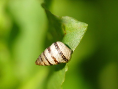 Cochlicella