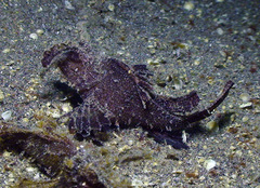 Pteroidichthys amboinensis