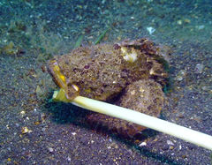 Scorpaenopsis diabolus
