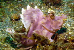Rhinopias eschmeyeri