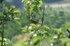 Curruca iberiae