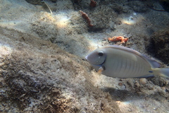 Acanthurus chirurgus