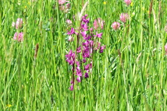 Anacamptis laxiflora