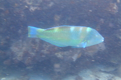 Halichoeres radiatus