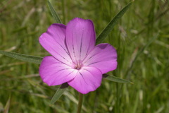 Agrostemma githago