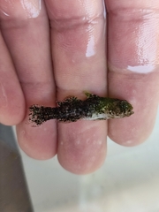 Millerigobius macrocephalus