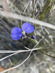 Comesperma sphaerocarpum