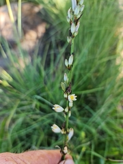 Chlorophytum cooperi