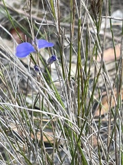 Comesperma sphaerocarpum