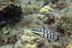 Serranus tigrinus