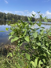 Erythrina crista-galli