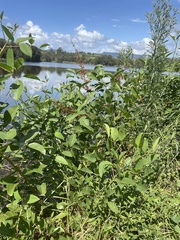 Erythrina crista-galli