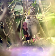 Geotrygon versicolor