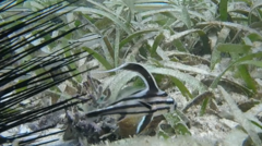 Pareques acuminatus