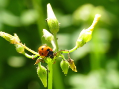 Coccinella algerica