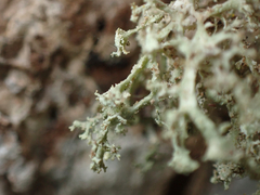 Ramalina intermedia