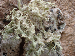 Ramalina intermedia