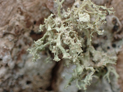 Ramalina intermedia