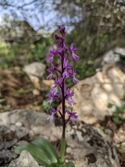 Orchis olbiensis