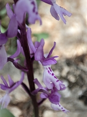 Orchis olbiensis
