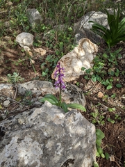 Orchis olbiensis