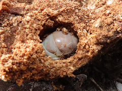 Lucanidae