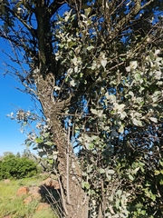 Brachylaena rotundata