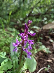 Orchis olbiensis