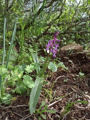 Orchis olbiensis