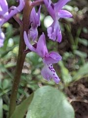 Orchis olbiensis